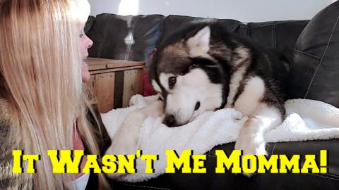 Giant Malamute Reacts To Fart Song About Him
