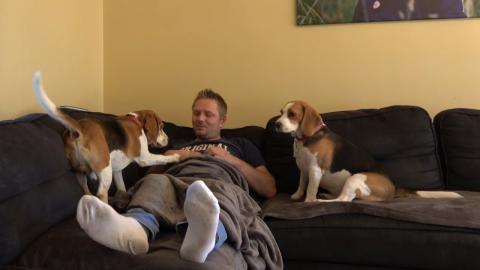Jealous Dogs Want Attention from Owner