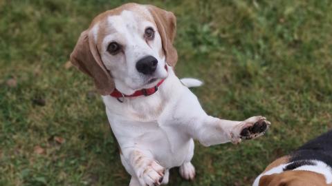 When you ask your dog to sit, but he's too excited about ...