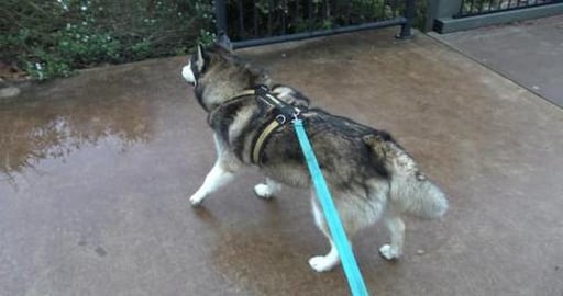 Wet miserable walk, but we got to see a husky friend