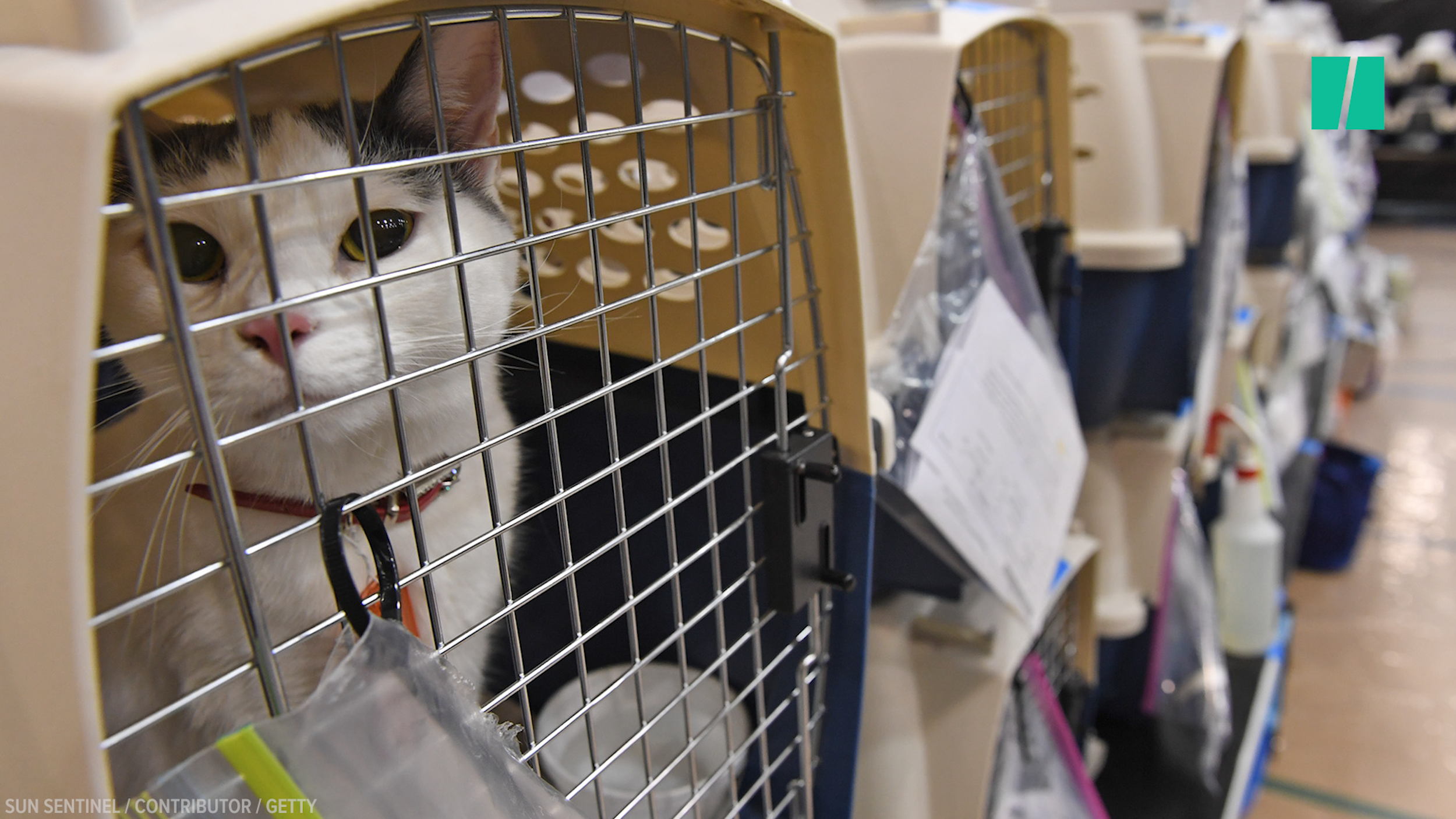 Hundreds Of Dogs And Cats Are Evacuating Storm-Hit Florida In Search Of ...