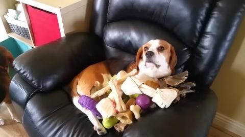 Baby Showers Patient Dog With Toys