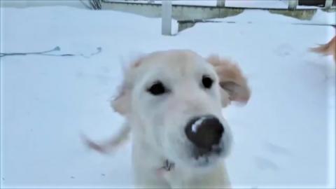 Funny Dogs Play In Last Snow Of The Season!
