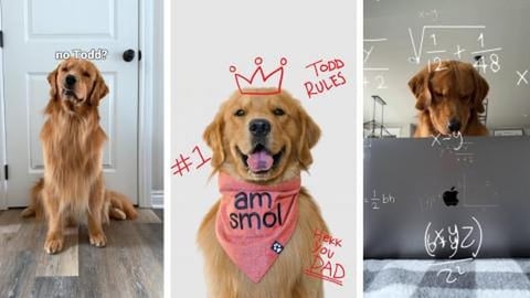 Don't Mess with Todd!