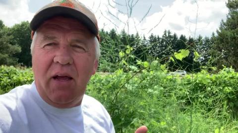 How to FIND WILD ASPARAGUS In Your Neighborhood   Sabotag...