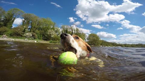 Teaching My Beagle Puppy How To Swim