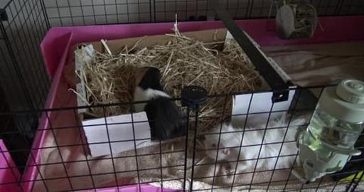 Guinea Pigs coming back to a clean home after mowing