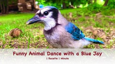Funny Animal Dance with a Blue Jay (shorts)