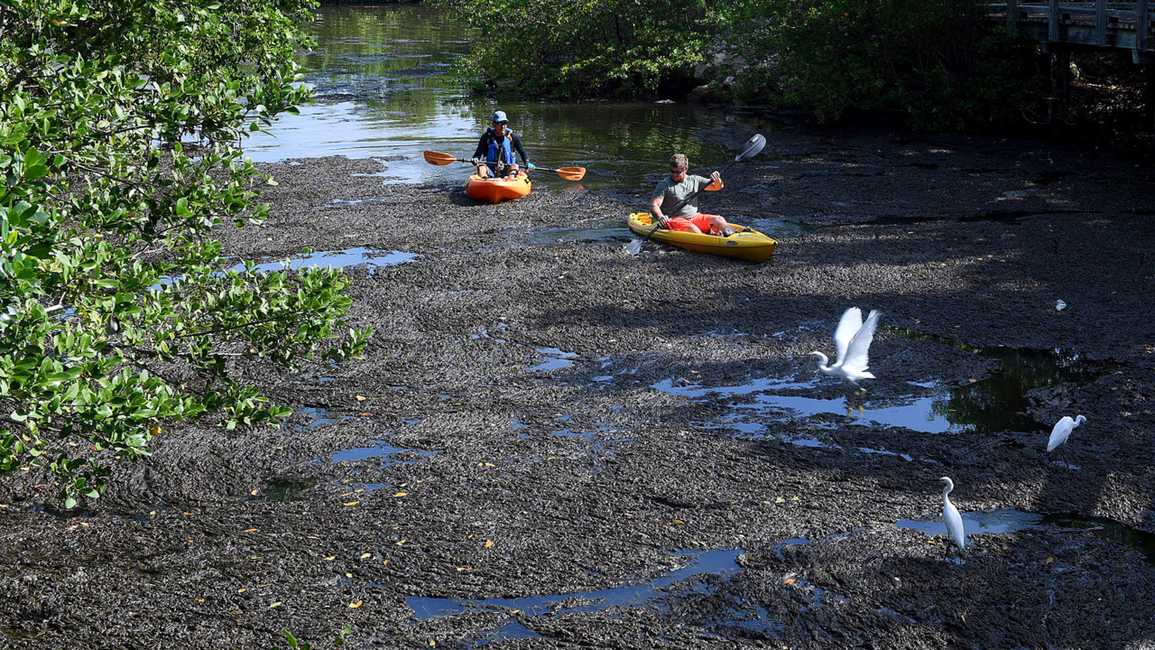 Thick algae at Robinson Preserve makes tough kayaking Bradenton Herald