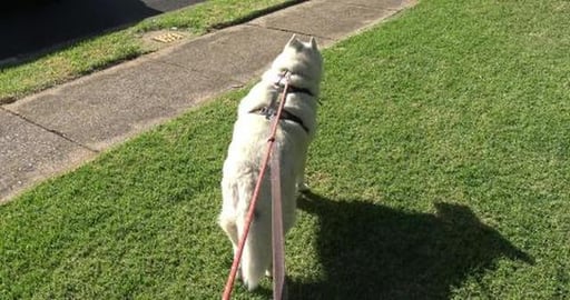 Husky sees a Moose and neighbours have puppy GSD's