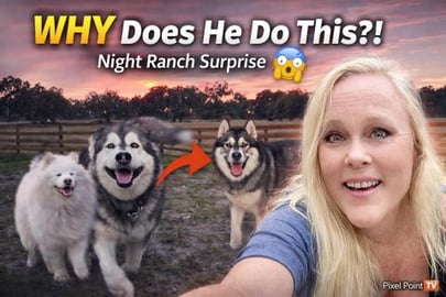 Malamute Hides in the Dark and Scares Owner