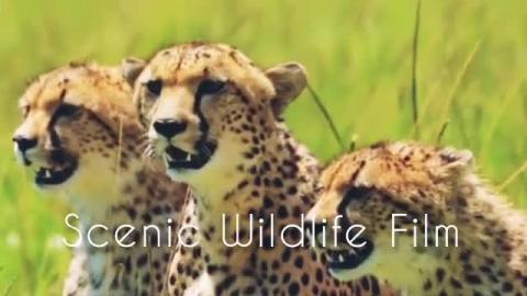 Scenic Wildlife Film with Calming Music - Wild Animals - ...