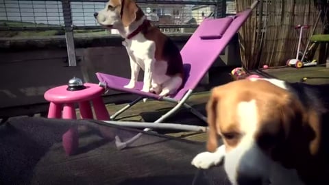 My spoiled dogs enjoy the sunny day