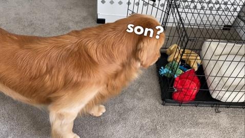 My Dog Waits for His Puppy to Come Home