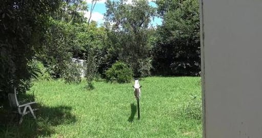 Big fishy for a Malamute and big Husky