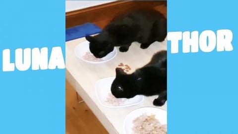 Feeding time Luna, Thor