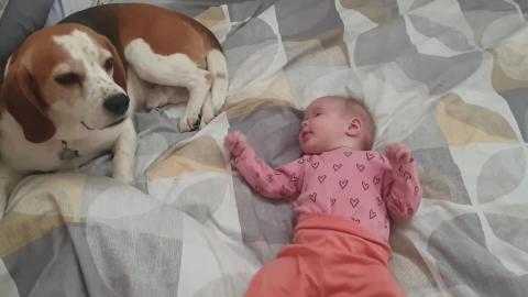 9 weeks Old Baby Begins to Recognize Her Dogs