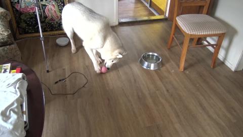 Tasty treat for a Husky - mince in a Kong
