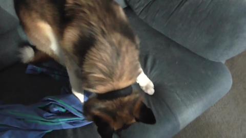 Old video of husky recovering from castration, still a ha...