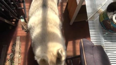 Unboxing freebie with Husky & Malamute