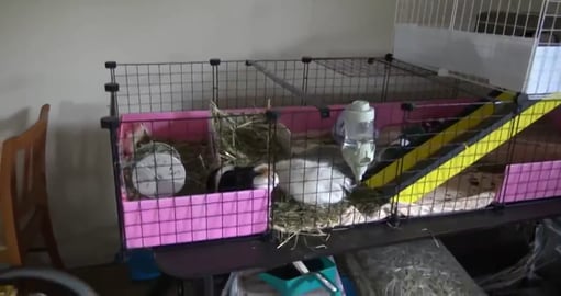 Breakfast is served, excited Guinea Pigs