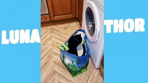 Cat Logic_ If It Fits, I Sits that's Luna