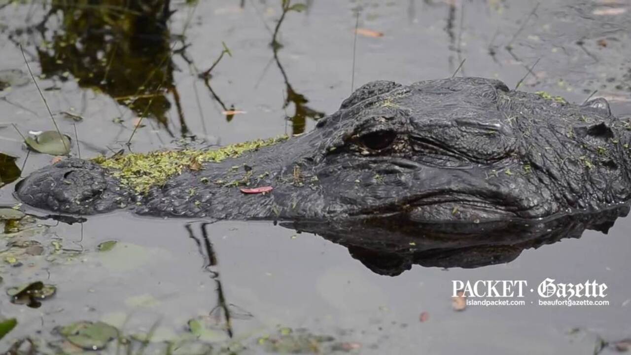 NC's First Sanctioned Alligator Hunt Ends With One Kill