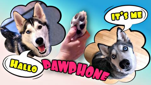 Loki Calling Ms. Laika The Husky On Pawphone! | Funny Dog...