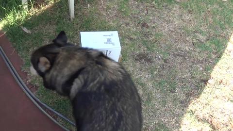 Huskies have packages. Another pump for water.