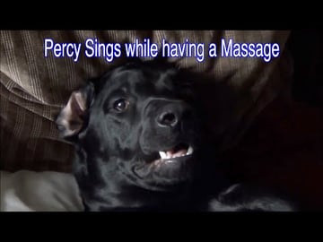 Our Puppy Percy the Labrador Retriever Reacts to Massage ...