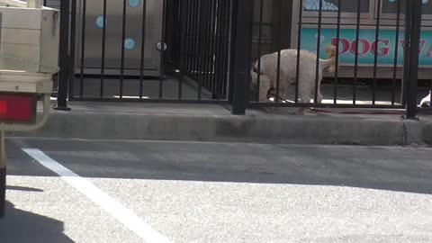 Husky tired after dog park