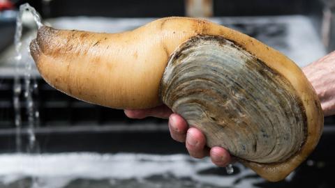 Top 10 Longest Living Creatures On Earth