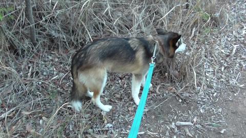 Young Malamute goes for a walk in new area