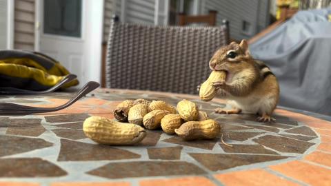 I Always Enjoy a Quick Visit by Steve, my Chipmunk Friend...