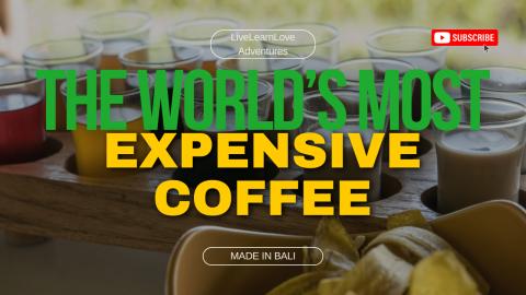 Inside the World of Kopi Luwak: Exploring Bali’ and the...
