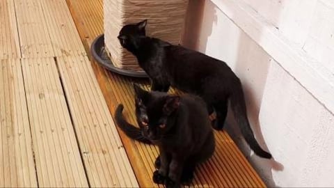 Black kittens are so beautiful