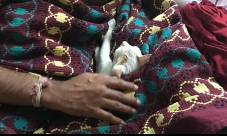 FEW MEMORIES OF MY TIMMY CAT ||