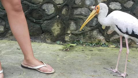 Stork Eats My Toes!