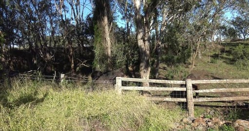 Found alien space craft and horses for husky to talk too