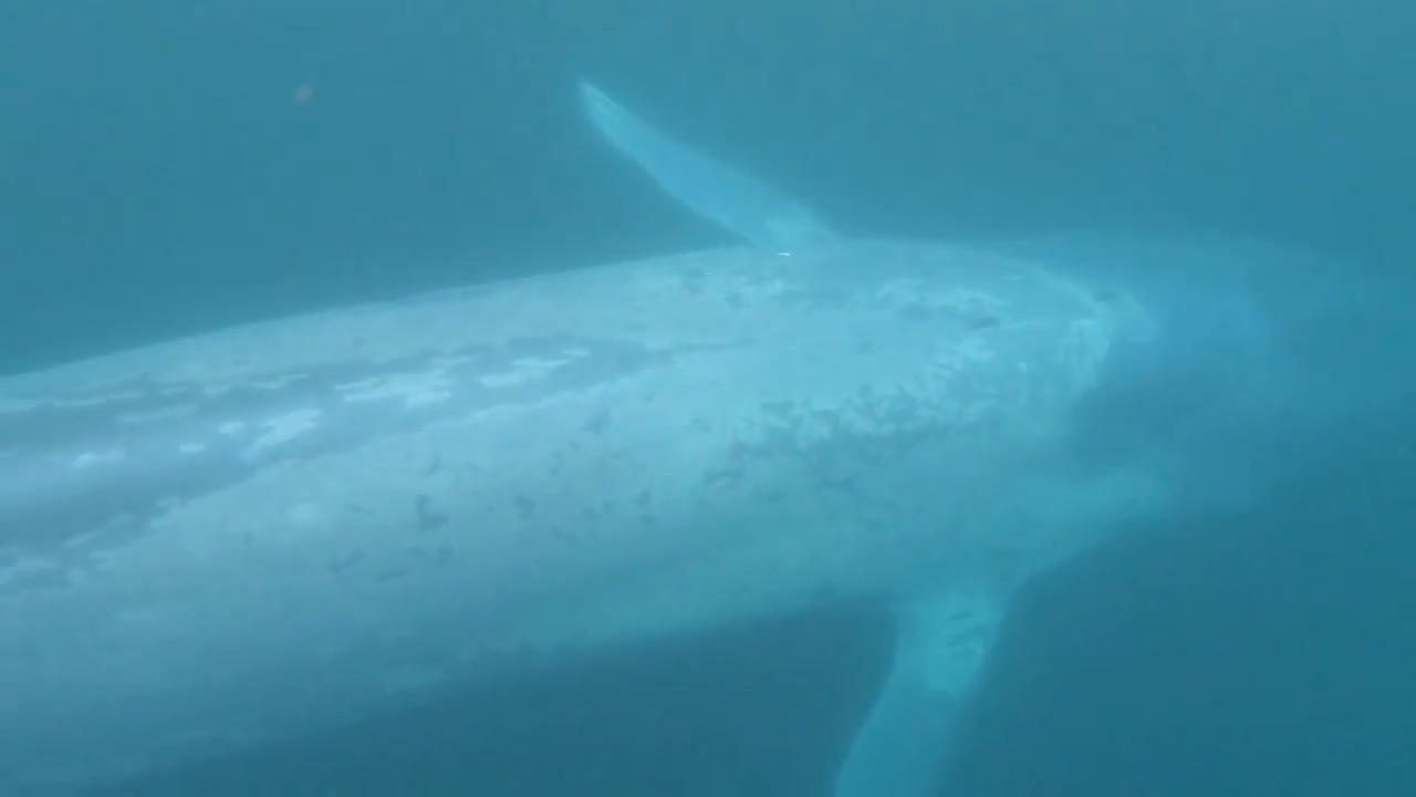 Video shows paddle boarder encounter with blue whale Sacramento Bee