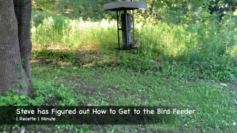 Steve has Figured out How to Get to the Bird Feeder / Cut...