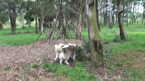 Having fun running around off leash FREEEDOOOMMMmmmm