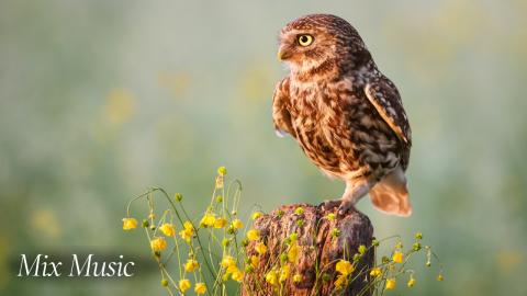Owls in the Nature 