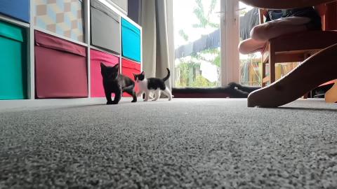 Kittens showing brotherly love