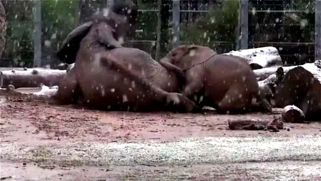 Watch Now: Elephants enjoy the snowfall in Arizona, and more of today's top videos