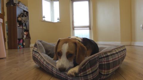 Puppy Prepares Bed to Sleep in a Hilarious Way