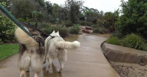 Even on a rainy day there is no keeping a Husky & Malamut...