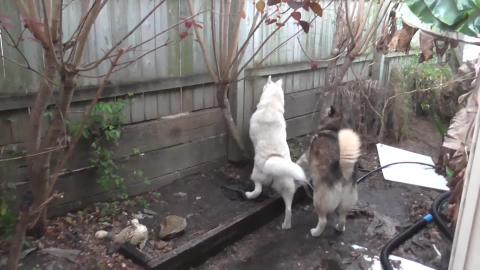 Husky & Malamute in the rain. Where's the dog next door.