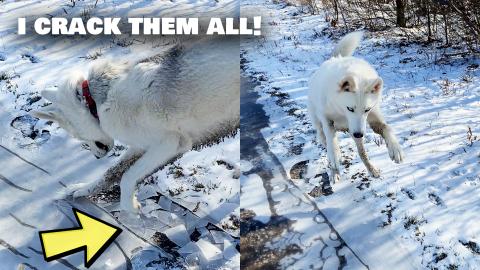Husky loves cracking ice! CUTEST VIDEO EVER!