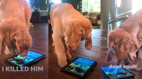 Puppy VS Tablet